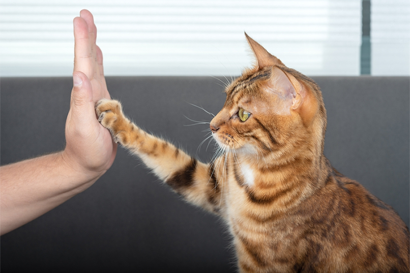 cat high five with human